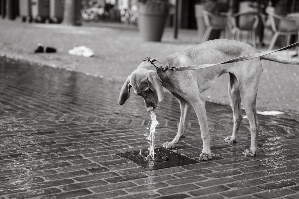 Fotografie wandeling